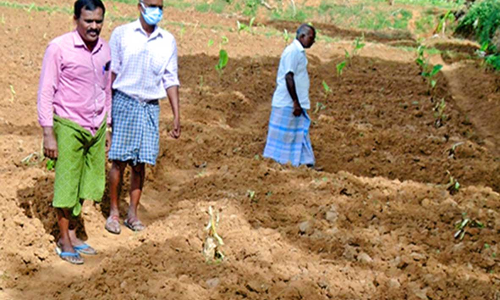 திருக்குறுங்குடியில் குரங்குகள் நாசம் செய்த வாழைக்கன்றுகளுக்கு இழப்பீடு வழங்க  வேண்டும்- விவசாயிகள் கோரிக்கை