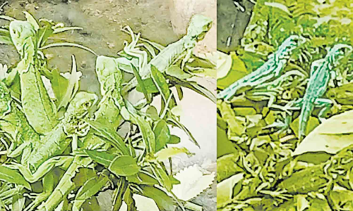 பார்வையாளர்களை அதிகம் கவரும் அரிய வகை நீல நிற ஓணான்கள்