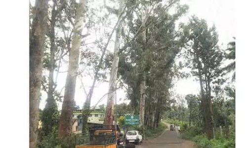 பந்தலூரில் அபாயகரமான மரங்களை வெட்டி அகற்ற வேண்டும்