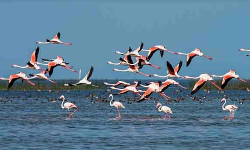 பறவைகள் சரணாலயமாக ஏழு குளம் மாற்றம் -  இயற்கை ஆர்வலர்கள் எதிர்பார்ப்பு