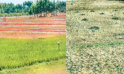 அழிக்கப்படும் விளைநிலங்கள்- இளைஞர்கள் ஊக்குவிக்கப்படுவார்களா ?