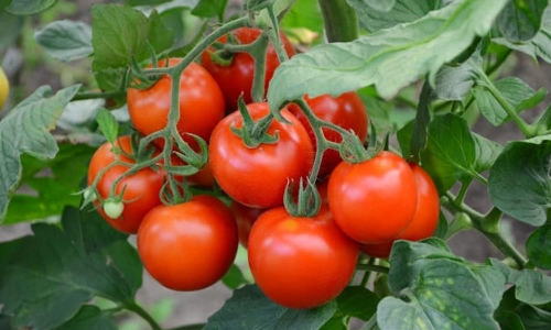 வ.உ.சி மார்க்கெட்டில் தக்காளி விலை உயர்ந்தது