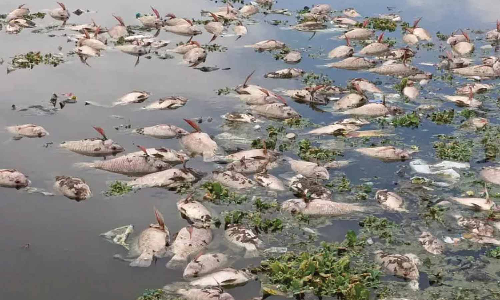 அரக்கோணம் பெரிய ஏரியில் செத்து மிதந்த மீன்கள்