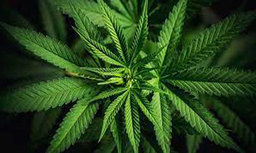 நாகர்கோவிலில் கொரியர் நிறுவனத்திற்கு வந்த கஞ்சா பார்சல்கள்