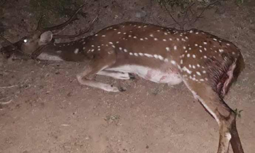 கல்பாக்கம் வனப்பகுதியில் இருந்து வழிதவறி வந்த புள்ளிமான் மீட்பு