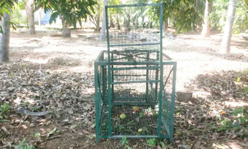 பெருந்துறை அருகே ஊருக்குள் நுழைந்து குரங்குகள் அட்டகாசம்