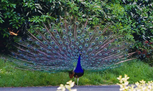 திருப்பூரில் மயில்கள் சரணாலயம் அமைக்க கோரிக்கை