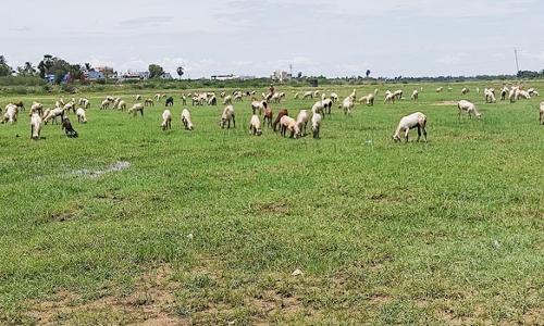 வைகை ஆற்றில் அதிக அளவில் வளரும் புற்களால்  கால்நடைகள் வளர்ப்போர் மகிழ்ச்சி