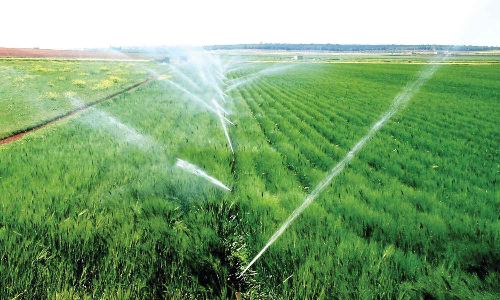 சொட்டு நீர் பாசனத்தின் மூலம் சாகுபடி செய்ய வேண்டும்