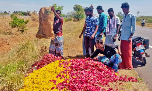 ஒரு கிலோ ரூ. 10-க்கும் கீழ் குறைந்ததால் சாலையில் பூக்களை கொட்டிய விவசாயிகள்-விளைச்சல் இருந்தும் விலை இல்லாததால் வேதனை