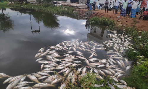 பையூர் ஏரியில்  மீன்கள் செத்து கிடப்பதால் துர்நாற்றம்