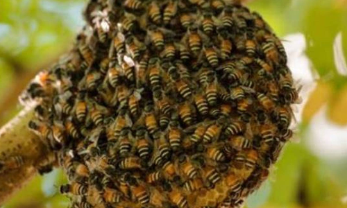 திருவண்ணாமலை அரசு பள்ளியில் தேனீக்கள் கொட்டி 20 மாணவ, மாணவிகள் காயம்