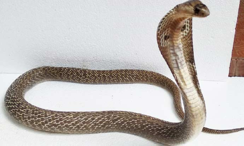 கிண்டி பாம்பு பண்ணை 50 ஆண்டுகளை நிறைவு செய்தது