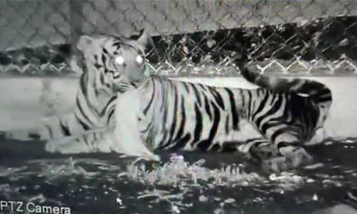 இயல்பான வேட்டை குணத்துக்கு திரும்பியது- காயங்களுடன் மீட்கப்பட்ட புலிக்குட்டி முயலை வேட்டையாடி சாப்பிட்டது