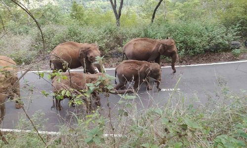 கோவையில் இருந்து மஞ்சூருக்கு சென்ற அரசு பஸ்சை வழிமறித்த காட்டு யானைகள் கூட்டம்