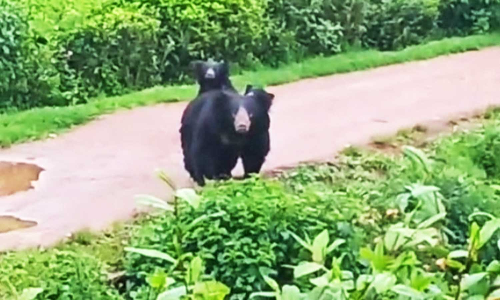 குடியிருப்புக்குள் 2 குட்டிகளுடன் உலா வரும் கரடி- பொதுமக்கள் அச்சம்