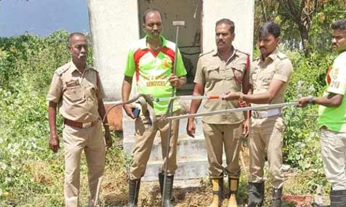 ஒட்டன்சத்திரம் அருகே துணை மின் நிலையத்தில் பிடிபட்ட நல்லபாம்பு