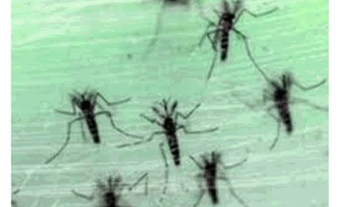 கண்ணம்பாளையம், பள்ளபாளையம் பேரூராட்சி பகுதிகளில் கொசு ஒழிப்பு நடவடிக்கை எடுக்க வேண்டும்