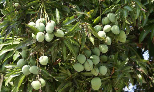 பருவநிலை மாற்றத்தால் மா மரங்களில் பூக்கள் உதிர்ந்து மகசூல் பாதிப்பு