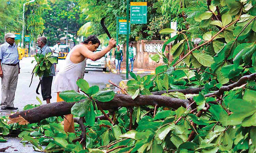 மின்பணியாளர்களால் வெட்டப்படும் மரக்கிளைகளை அப்புறப்படுத்த கோரிக்கை