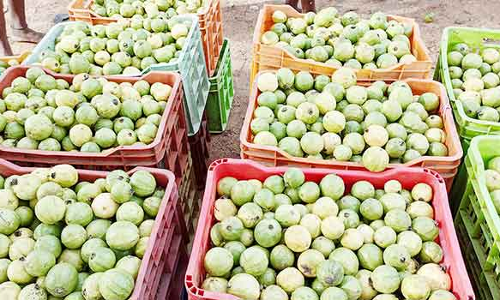 கொய்யாப்பழம் விலை கடும் வீழ்ச்சி