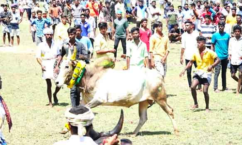 மஞ்சுவிரட்டு போட்டி