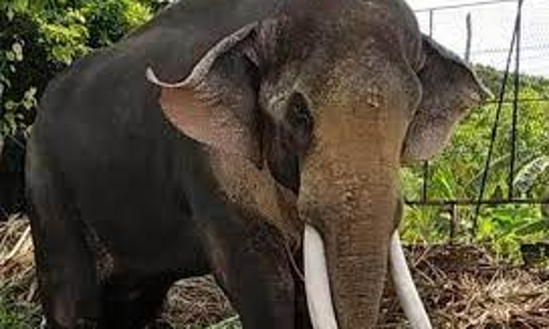 மனித-விலங்கு மோதலை தடுக்க ஓவேலி வனக்கோட்டத்தில்  5 கும்கி யானைகளுடன் ரோந்து பணி-மாவட்ட வன அலுவலர் தகவல்