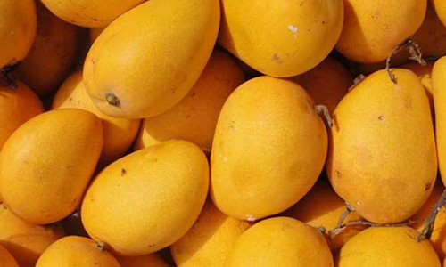 கோவையில் இருந்து ஷார்ஜாவுக்கு விமானத்தில் பறக்கும் மாம்பழம்- வாரந்தோறும் 6 டன் ஏற்றுமதியாகிறது