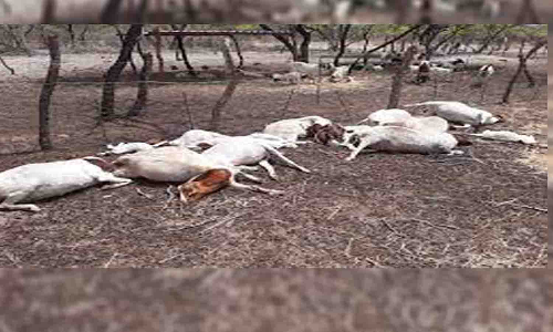 உடுமலை அருகே மர்ம விலங்கு கடித்து 3 ஆடுகள் பலி