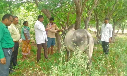 புதிதாக பரவும் கால்நடை நோய்: உதவி இயக்குனர் நேரில் ஆய்வு