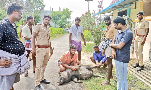 பொதுமக்களுக்கு இடையூறாக இருந்த பன்றிகள் பிடிக்கப்பட்டது
