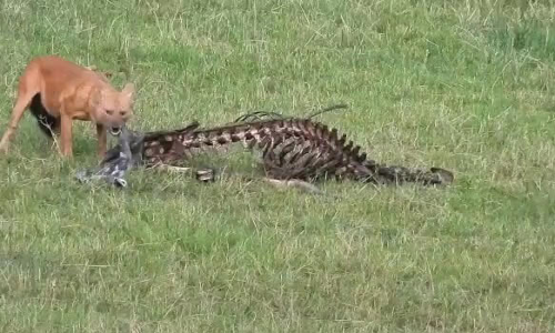 ஊட்டியில் கடமான்களை வேட்டையாடும் செந்நாய்கள் கூட்டம்