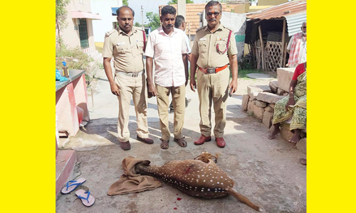 கிணற்றில் விழுந்த புள்ளிமானை மீட்ட தீயணைப்பு வீரர்கள்