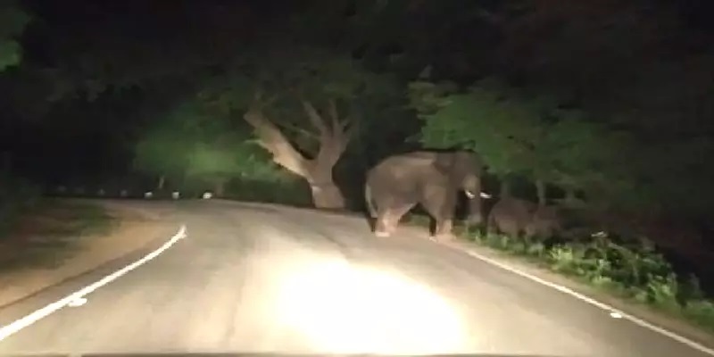 அஞ்செட்டி அருகே சாலையில் யானைகள் உலா வந்ததால் வாகன ஓட்டிகள் பீதி அஞ்செட்டி அருகே சாலையில் யானைகள் உலா வந்ததால் வாகன ஓட்டிகள் பீதி