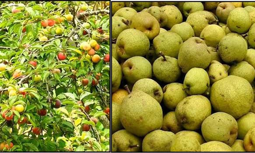 அழிவின் விளிம்பில் இருக்கும் பிளம்ஸ்,பேரிக்காய் விவசாயத்தை காப்பாற்ற விவசாயிகள் வலியுறுத்தல்