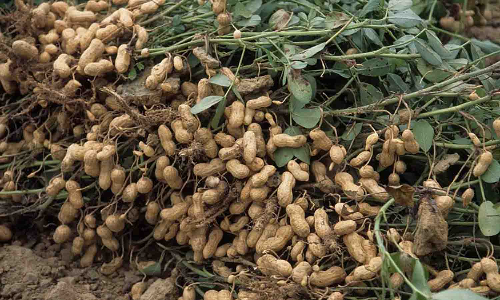 நிலக்கடலை ஆதார விலை உயர்வு -விவசாயிகள் மகிழ்ச்சி