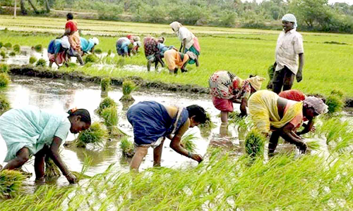 குறுவை தொகுப்பு திட்டத்தில் இணைந்து விவசாயிகள் பயன்பெற அழைப்பு