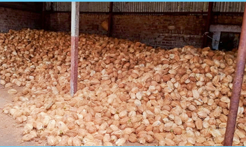 தேங்காய் விளைச்சல் இருந்தும் விலை இல்லாததால் விவசாயிகள் வேதனை