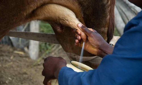 ஆந்திராவில் தொடர்ந்து 11 ஆண்டுகளாக பால் கொடுக்கும் பசு- தினமும் 6 லிட்டர் கறக்கிறது