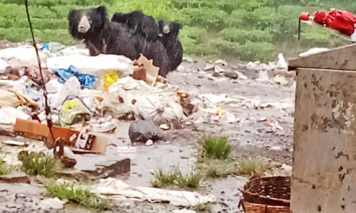 கோத்தகிரி அருகே குடியிருப்பு பகுதிகளில் குட்டியுடன் உலா வரும் கரடி