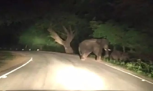 அஞ்செட்டி அருகே   சாலையில் யானைகள் உலா  வந்ததால் வாகன ஓட்டிகள் பீதி