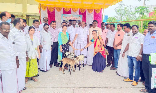 செய்யாறில் கால்நடை பராமரிப்பு துறை சார்பில் 30 பெண் பயனாளிகளுக்கு இலவச ஆடுகள்