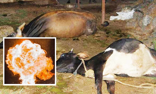 குண்டு வெடித்து பலியான மாடுகள் உடல் பரிசோதனை