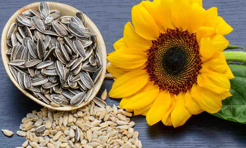 வெள்ளகோவிலில் ரூ. 6 லட்சத்திற்கு சூரியகாந்தி விதை விற்பனை