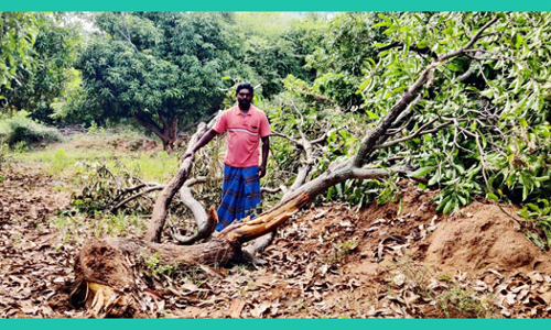 மா மரங்களை சேதப்படுத்திய யானைகள்