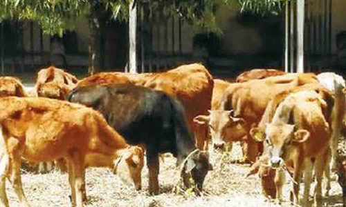 கால்நடைகளுக்கான தீவன தேவையை பூர்த்தி செய்யும் அசோலா வளர்ப்பு விவசாயிகள் ஆர்வம் காட்டுவார்களா?