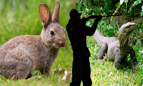 காப்புக்காட்டில் வன விலங்குகள் வேட்டை