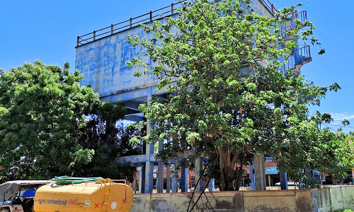 காயல்பட்டினத்தில் மேல்நிலை குடிநீர் தொட்டியை ஆக்கிரமித்துள்ள மரங்கள்-நடவடிக்கை எடுக்க நகராட்சிக்கு கோரிக்கை