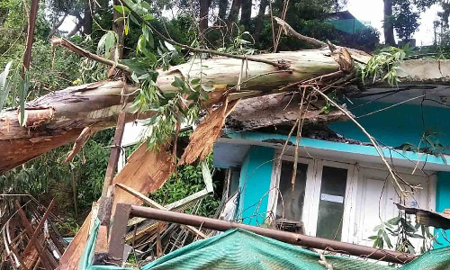 நீலகிரியில் சூறாவளி காற்றுடன் மழை- மரம் முறிந்து விழுந்து 2 வீடுகள் சேதம்