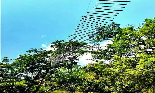 சாலையை கடக்க அணிலுக்கு மூங்கில் பாலம்